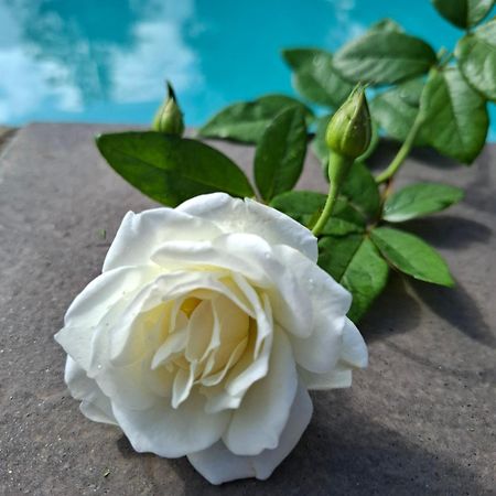 Bella Rosa Bed & Breakfast Потчефструм Екстериор снимка